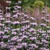 Phlomis Tuberosa Amazone